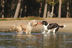 Dutch Partridge Dog and Waeller Sheepdog