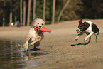 Dutch Partridge Dog and Waeller Sheepdog