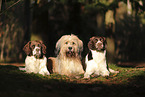 Dutch Partridge Dog and Waeller Sheepdog