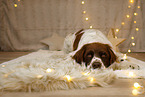 Dutch Partridge Dog in christmas decoration