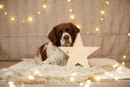 Dutch Partridge Dog in christmas decoration