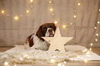 Dutch Partridge Dog in christmas decoration