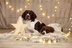 Dutch Partridge Dog in christmas decoration