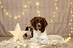 Dutch Partridge Dog in christmas decoration