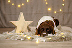 Dutch Partridge Dog in christmas decoration