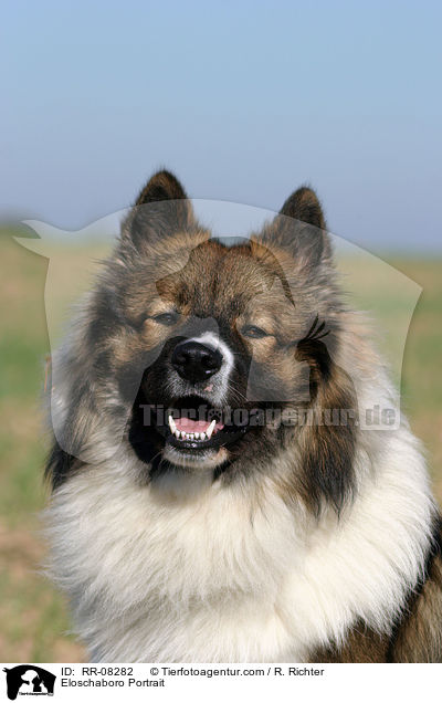 Eloschaboro Portrait / Eloschaboro Portrait / RR-08282