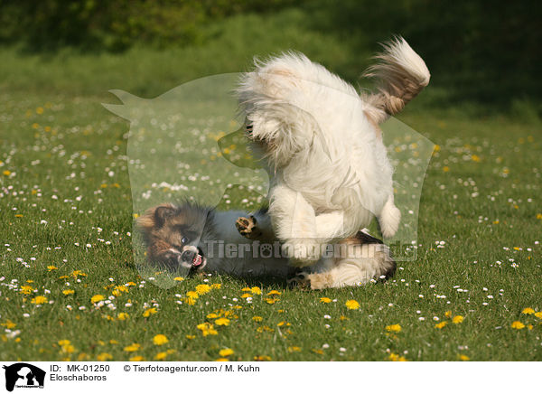 Eloschaboros / Eloschaboros / MK-01250