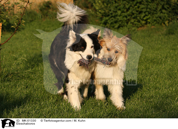 Eloschaboros / Eloschaboros / MK-01330