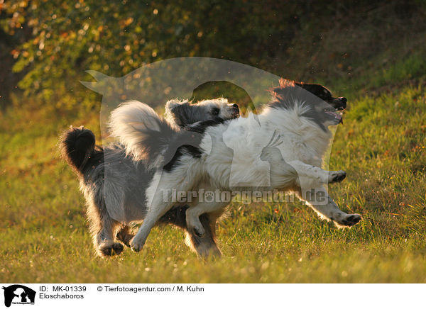 Eloschaboros / Eloschaboros / MK-01339