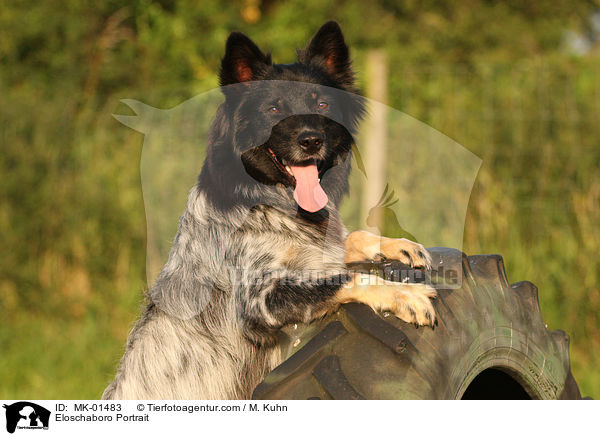 Eloschaboro Portrait / Eloschaboro Portrait / MK-01483