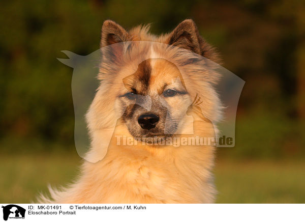 Eloschaboro Portrait / Eloschaboro Portrait / MK-01491