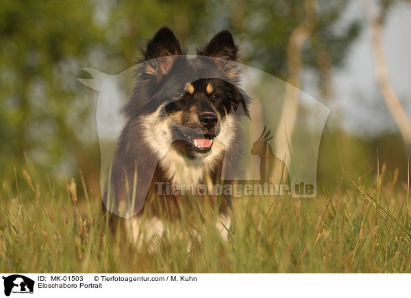 Eloschaboro Portrait / Eloschaboro Portrait / MK-01503