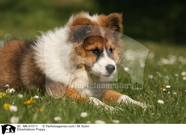 Eloschaboro Welpe / Eloschaboro Puppy / MK-01511