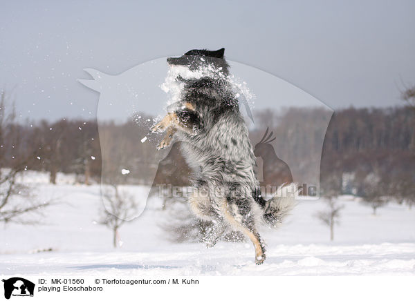 spielender Eloschaboro / playing Eloschaboro / MK-01560