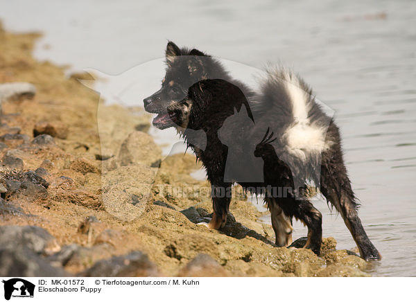Eloschaboro Welpe / Eloschaboro Puppy / MK-01572