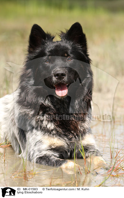 liegender Eloschaboro / lying Eloschaboro / MK-01583