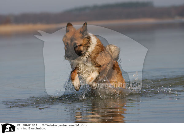 rennender Eloschaboro / running Eloschaboro / MK-01611