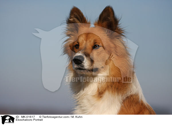 Eloschaboro Portrait / Eloschaboro Portrait / MK-01617