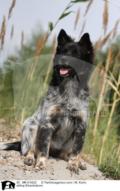 sitzender Eloschaboro / sitting Eloschaboro / MK-01622