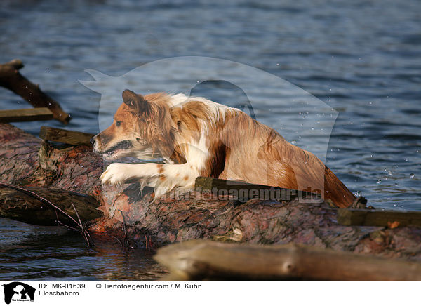 Eloschaboro / Eloschaboro / MK-01639