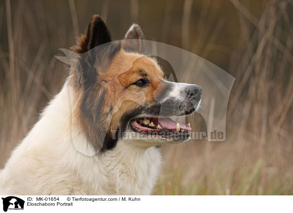 Eloschaboro Portrait / Eloschaboro Portrait / MK-01654