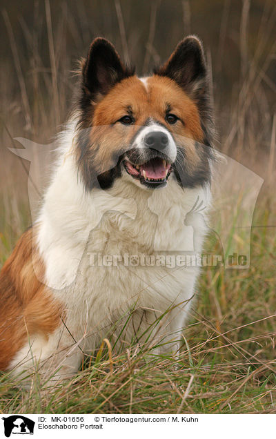 Eloschaboro Portrait / Eloschaboro Portrait / MK-01656