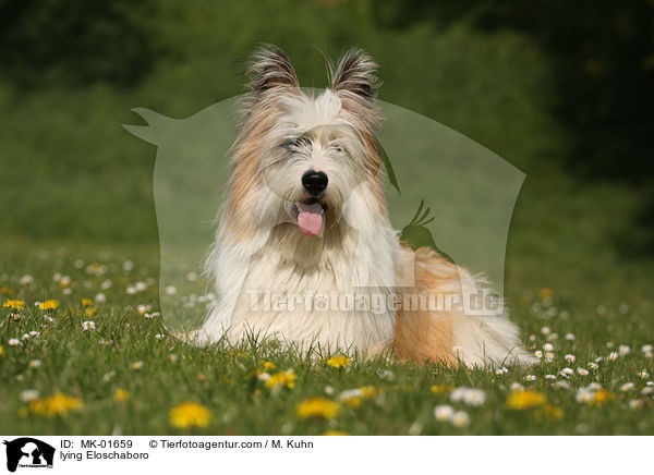 liegender Eloschaboro / lying Eloschaboro / MK-01659