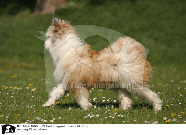 rennender Eloschaboro / running Eloschaboro / MK-01663