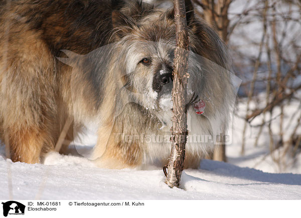 Eloschaboro / Eloschaboro / MK-01681