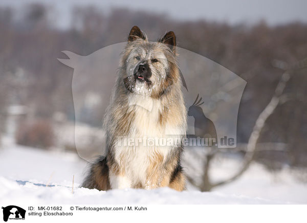 sitzender Eloschaboro / sitting Eloschaboro / MK-01682