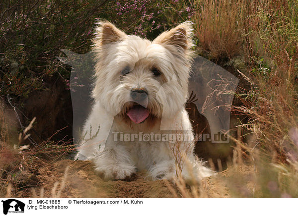 liegender Eloschaboro / lying Eloschaboro / MK-01685