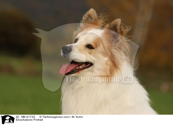 Eloschaboro Portrait / Eloschaboro Portrait / MK-01720