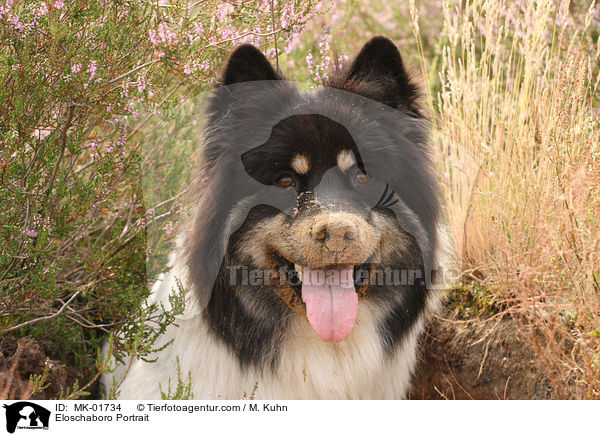 Eloschaboro Portrait / Eloschaboro Portrait / MK-01734