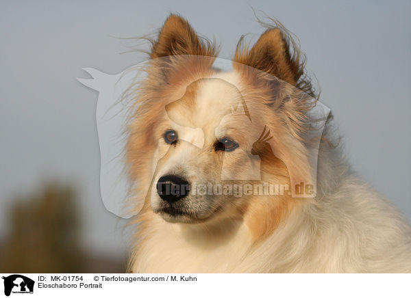 Eloschaboro Portrait / Eloschaboro Portrait / MK-01754