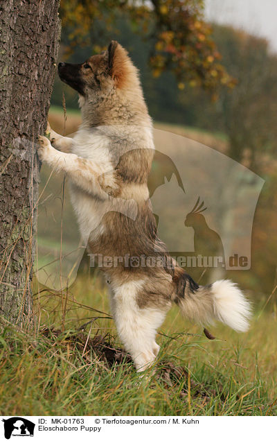 Eloschaboro Welpe / Eloschaboro Puppy / MK-01763