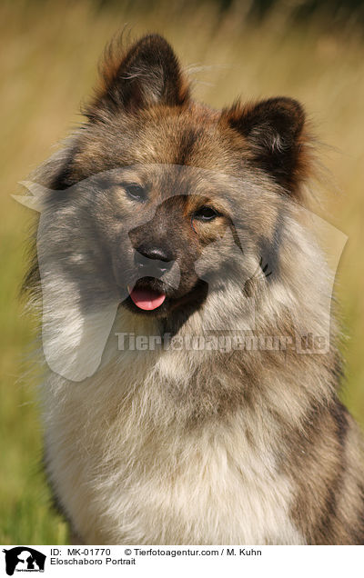 Eloschaboro Portrait / Eloschaboro Portrait / MK-01770