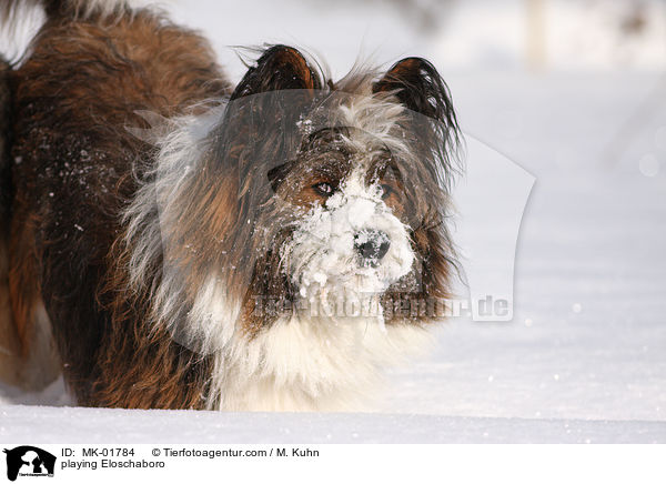 spielender Eloschaboro / playing Eloschaboro / MK-01784