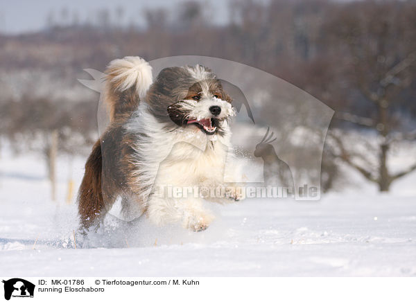rennender Eloschaboro / running Eloschaboro / MK-01786