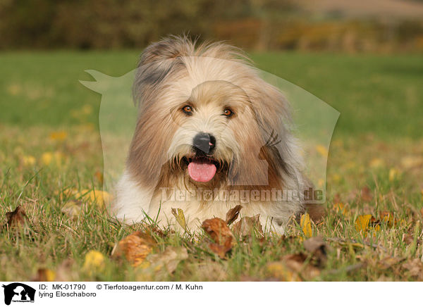 liegender Eloschaboro / lying Eloschaboro / MK-01790