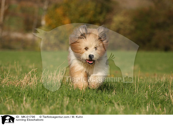 rennender Eloschaboro / running Eloschaboro / MK-01796