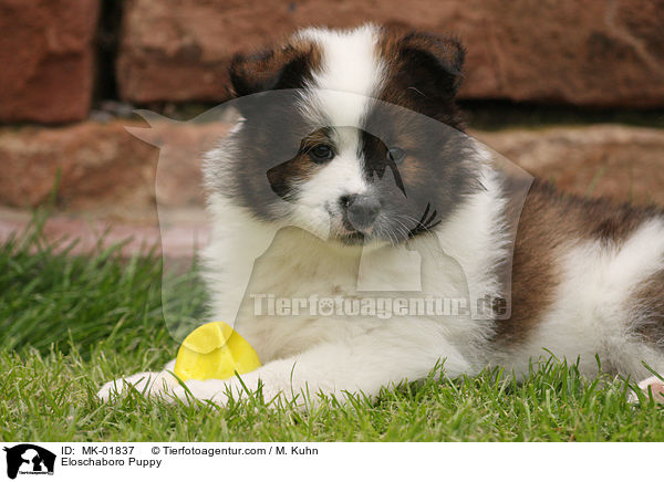 Eloschaboro Welpe / Eloschaboro Puppy / MK-01837