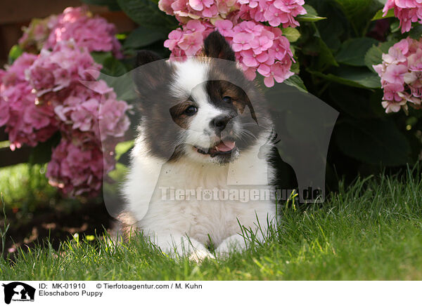 Eloschaboro Welpe / Eloschaboro Puppy / MK-01910