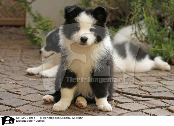 Eloschaboro Welpen / Eloschaboro Puppies / MK-01965