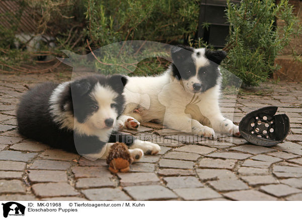 Eloschaboro Welpen / Eloschaboro Puppies / MK-01968