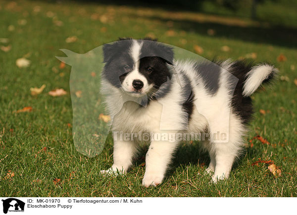 Eloschaboro Welpe / Eloschaboro Puppy / MK-01970