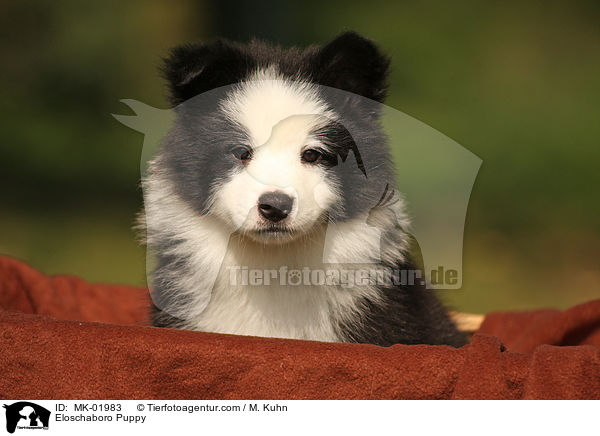 Eloschaboro Welpe / Eloschaboro Puppy / MK-01983