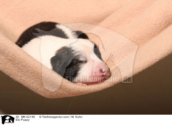 Elo Welpe / Elo Puppy / MK-02146