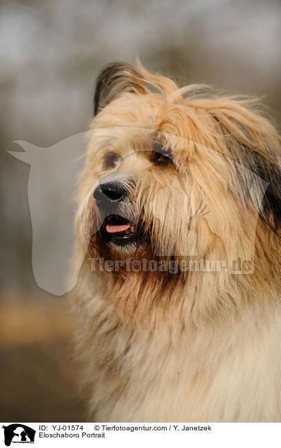 Eloschaboro Portrait / Eloschaboro Portrait / YJ-01574