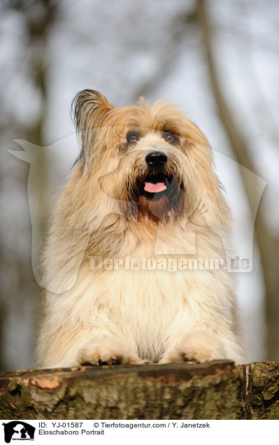Eloschaboro Portrait / Eloschaboro Portrait / YJ-01587