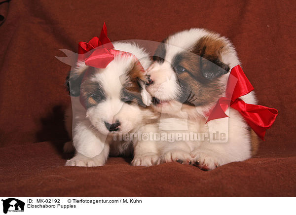 Eloschaboro Welpen / Eloschaboro Puppies / MK-02192
